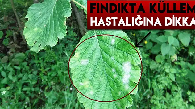 Fındıkta külleme hastalığına dikkat