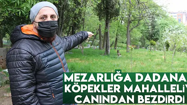 Mezarlığa dadanan köpekler mahalleliyi canından bezdirdi