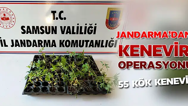 Çarşamba'da 55 kök kenevir ele geçirildi