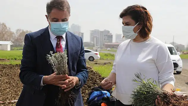 Atakum Belediyesi'nden sağlığa, turizme, ekonomiye lavanta katkısı