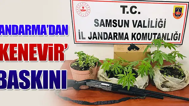 Jandarma'dan 'kenevir' baskını