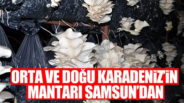 Orta ve Doğu Karadeniz'in mantarı Samsun'dan