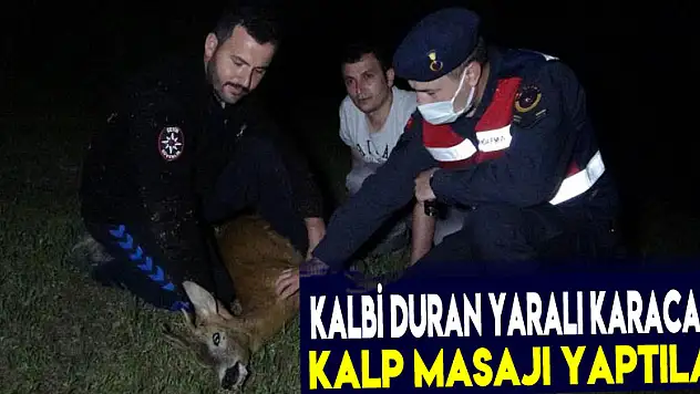 Kalbi duran yaralı karacaya suni teneffüs ve kalp masajı yaptılar
