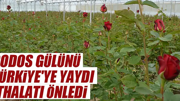 Rodos gülünü Türkiye'ye yaydı, ithalatı önledi