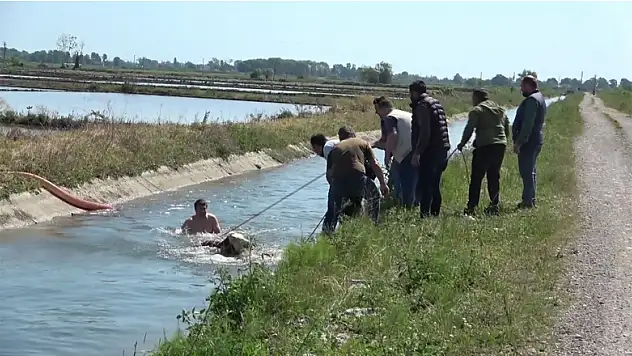 Kanala düşen buzağı ve anne inek itfaiye ekiplerince kurtarıldı