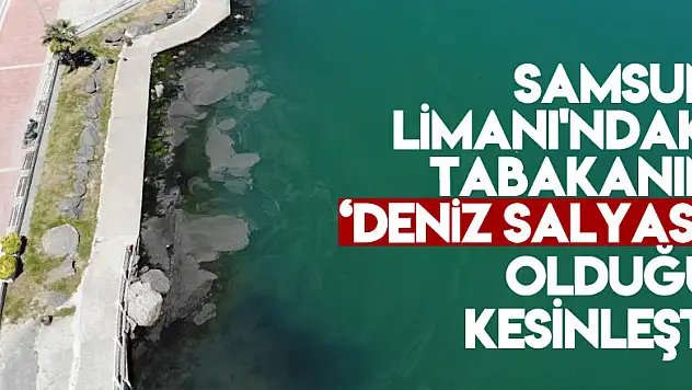 Samsun Limanı'ndaki tabakanın 'deniz salyası' olduğu kesinleşti