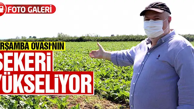 Çarşamba Ovası'nın şekeri yükseliyor