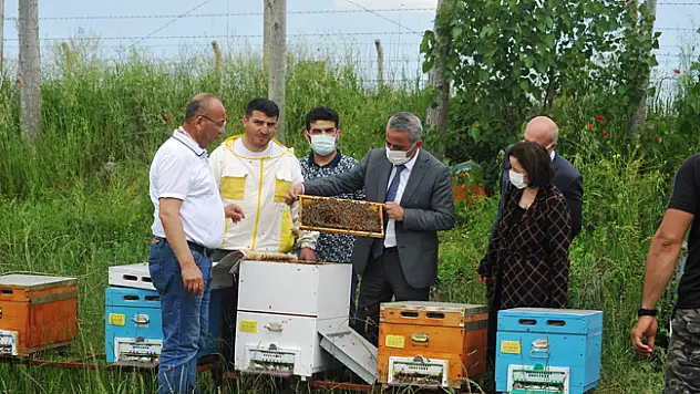 Ana Arı Üretim İşletmesi'nde üretilen ilk ana arıların dağıtımı başladı
