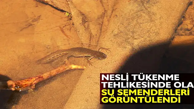 Nesli tükenme tehlikesinde olan 'su semenderleri' görüntülendi