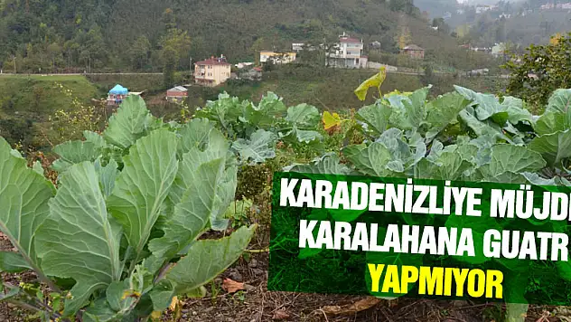 Karadenizliye müjde: Karalahana guatr yapmıyor