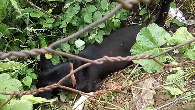 Bahçesine giren köpeği öldürdü