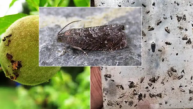 Doğu Meyve Güvesi zararlısına dikkat