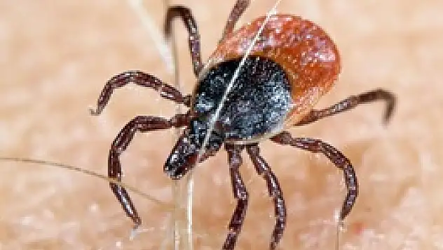 Bilinçlenme arttı, kene vakaları azaldı