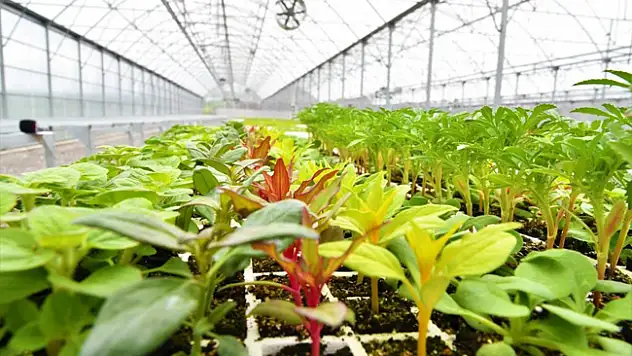 Türkiye'nin 'atık ısı' ile ısıtılan ilk çiçek serası