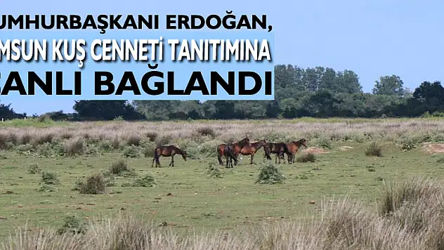 Cumhurbaşkanı Erdoğan, Samsun Kuş Cenneti tanıtımına canlı bağlandı