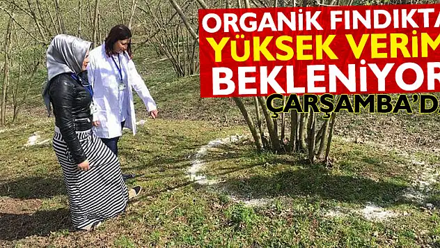 ORGANİK FINDIKTA YÜKSEK VERİM BEKLENİYOR