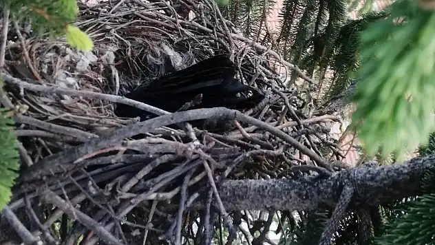 Yuvadan düşen karga yavrusu itfaiye ekipleri tarafından yuvaya konuldu