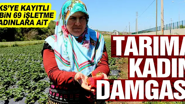 Samsun'da tarıma kadın damgası: ÇKS'ye kayıtlı 68 bin 507 işletmeden 9 bin 69'u kadınlara ait