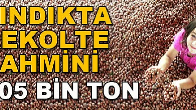 Fındık rekolte tahmini 405 bin ton