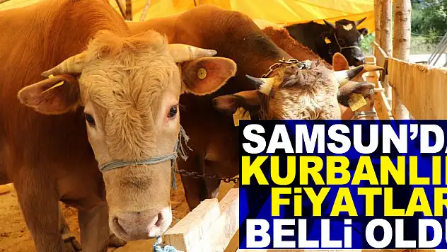 Samsun'da kurbanlık fiyatları belli oldu