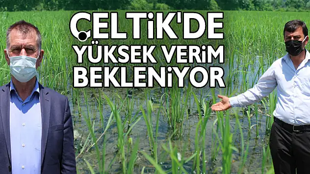 ÇELTİK'DE YÜKSEK VERİM BEKLENİYOR