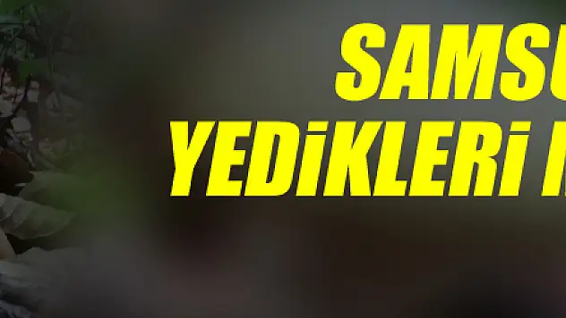 Samsun'da 3 kişi yedikleri mantardan zehirlendi