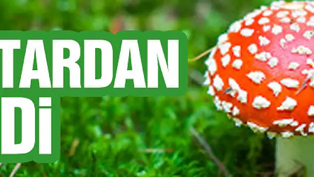 Samsun'da 4 kişi mantardan zehirlendi