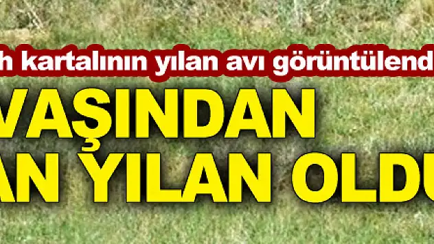 Türkiye'de 80 çift kalan şah kartalının yılan avı görüntülendi