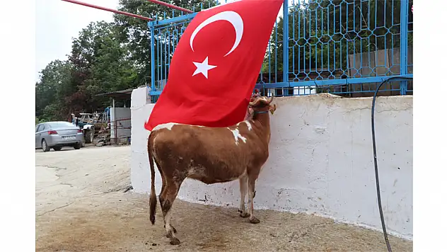 Ay-yıldız desenli ineğini kimseye satmıyor