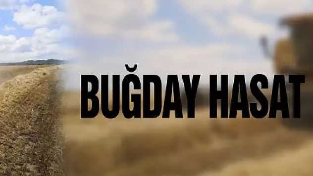 Samsun'da buğday hasat sezonu başladı