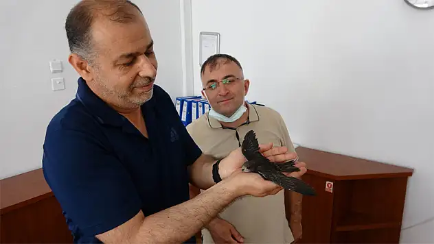 Okul bahçesindeki yaralı ebabil kuşuna öğretmenler sahip çıktı