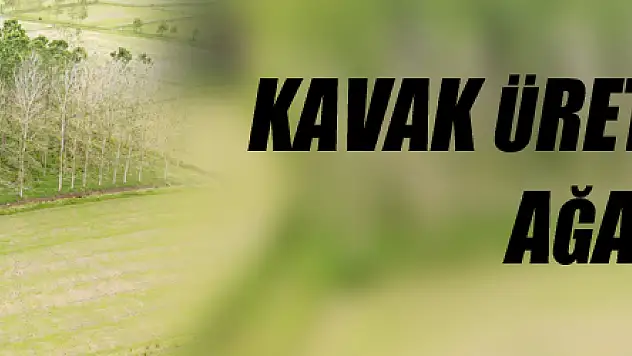Kavak üretimi tehlikede: Ağaçlar kuruyor