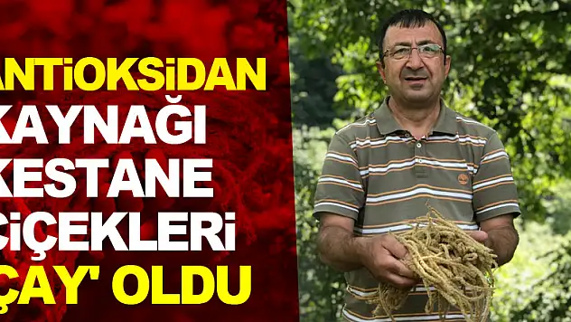 Antioksidan kaynağı kestane çiçekleri 'çay' oldu