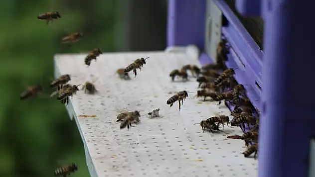 Kafkas ana arıları ilçedeki bal üretimini 3'e katladı