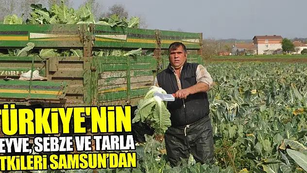 Türkiye'nin meyve, sebze ve tarla bitkileri Samsun'dan