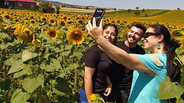 Uçsuz bucaksız tarlalar sarıya boyandı, kartpostallık manzaralar ortaya çıktı
