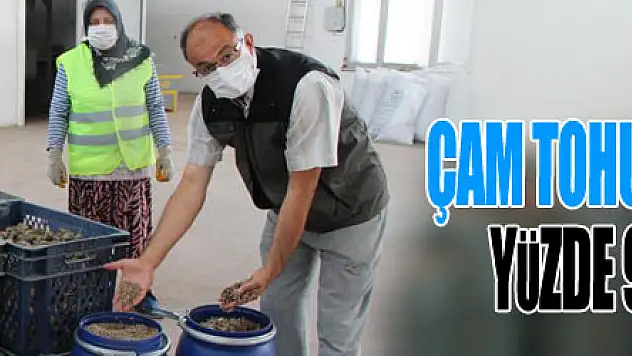 Çam tohumunun çimlenmesinde yüzde 90'ın üstünde başarı