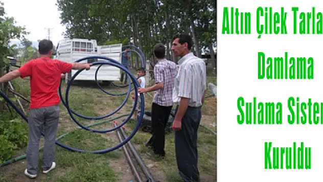 Altın Çilek Tarlasına Damlama Sulama Sistemi Kuruldu