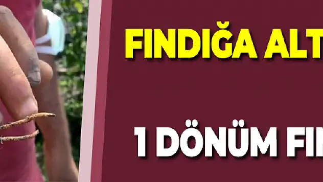 Fındığa alternatif salep: 1 m2 salep 1 dönüm fındığa eş değer