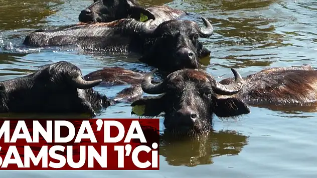 Samsun manda varlığında Türkiye 1.'si