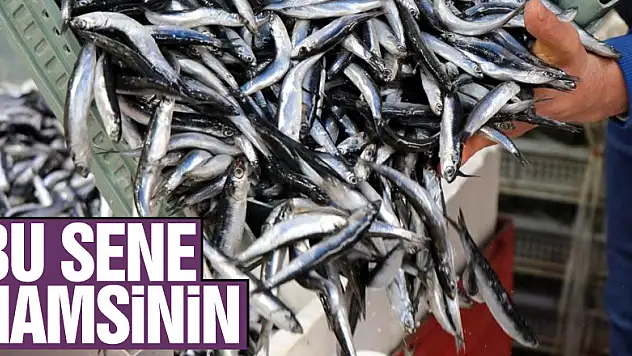 Bu sene palamut yerine hamsinin senesi olacak