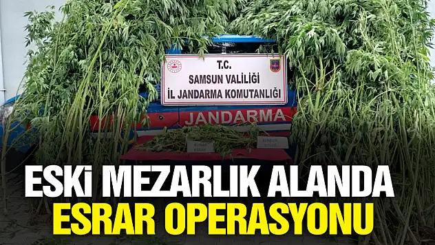 Eski mezarlık alanda esrar operasyonu