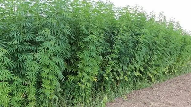 Ormanlık alanda kenevir bitkisi yetiştiren 4 kişi yakalandı