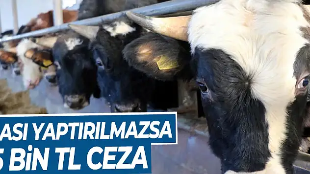 Hayvanlarına 'şap aşısı' yaptırmayanlara 15 bin TL ceza