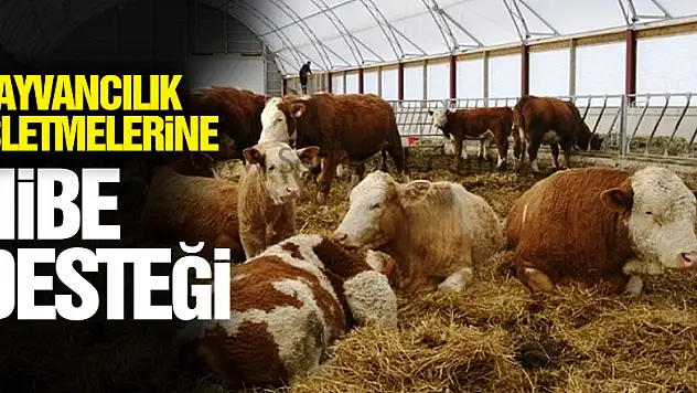 Samsun'da hayvancılık işletmelerine 1,7 milyon TL hibe desteği