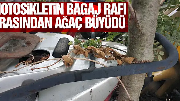 Otoparka terk edilen motosikletin bagaj rafı arasından ağaç büyüdü