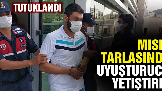 Mısır tarlasında uyuşturucu yetiştiren şahıs tutuklandı