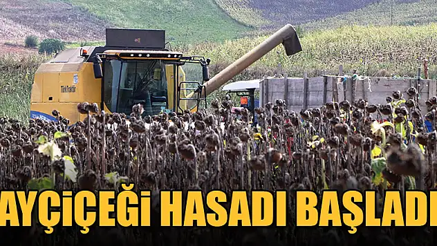 Ayçiçeği hasadı başladı 