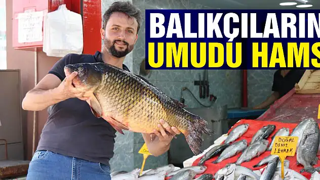 Balıkçıların umudu hamsi, Karadeniz'den kafasını çıkardı
