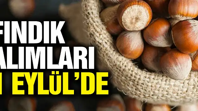 Fındık alımları 1 Eylül'de